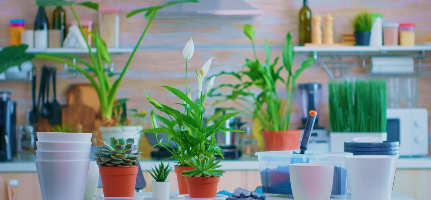 Indoor Pots vs Outdoor Pots: What’s the Real Difference?