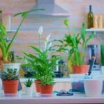 Indoor Pots vs Outdoor Pots: What’s the Real Difference?
