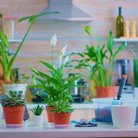 Indoor Pots vs Outdoor Pots: What’s the Real Difference?